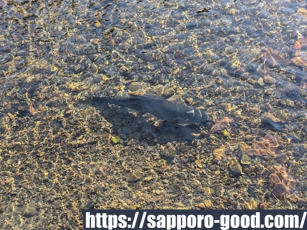 名水ふれあい公園の鮭